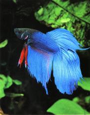 Aquarium Service, Aquarium Maintenance, Fish Tank Cleaning Service, Fish Tank Service, Saltwater Aquarium Service, Saltwater Aquarium Maintenance Service, Saltwater Fish Tank Maintenance, Saltwater Aquarium Maintenance