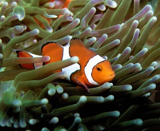 Aquarium Service, Aquarium Maintenance, Fish Tank Cleaning Service, Fish Tank Service, Saltwater Aquarium Service, Saltwater Aquarium Maintenance Service, Saltwater Fish Tank Maintenance, Saltwater Aquarium Maintenance