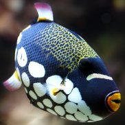 Aquarium Service, Aquarium Maintenance, Fish Tank Cleaning Service, Fish Tank Service, Saltwater Aquarium Service, Saltwater Aquarium Maintenance Service, Saltwater Fish Tank Maintenance, Saltwater Aquarium Maintenance