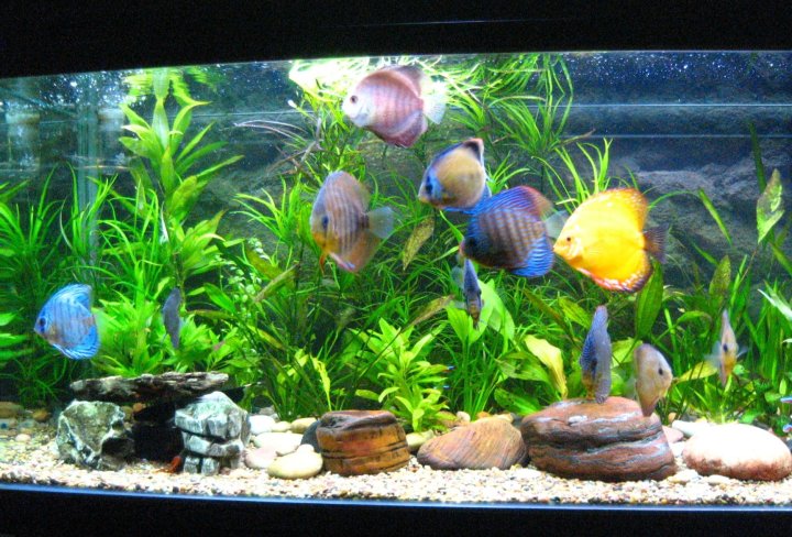 discus-aquarium