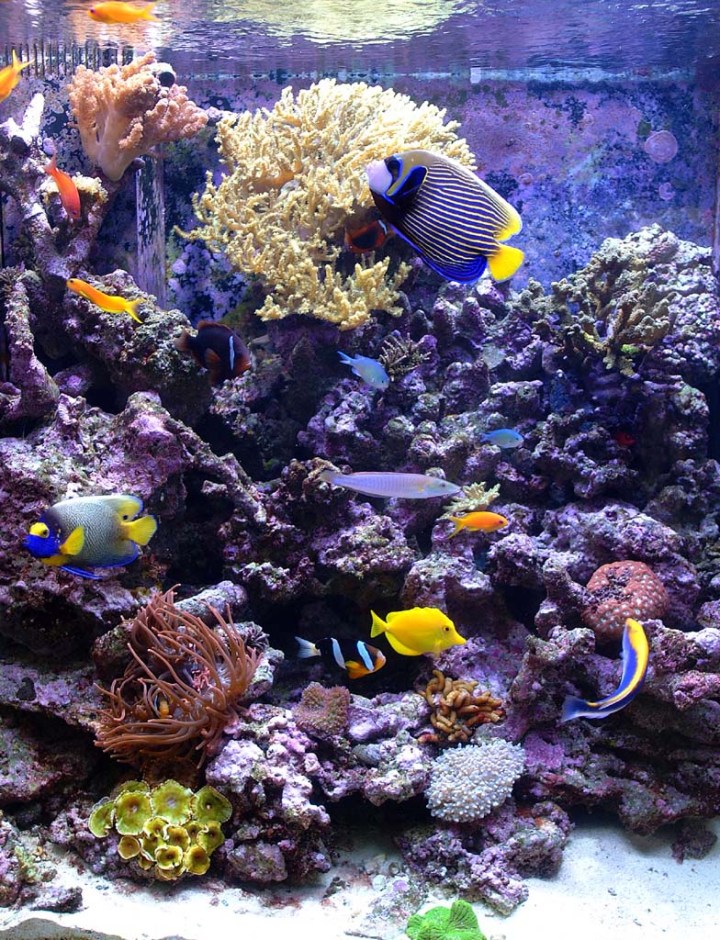 Dallas Aquarium Experts is a full service saltwater aquarium and reef tank maintenance company.