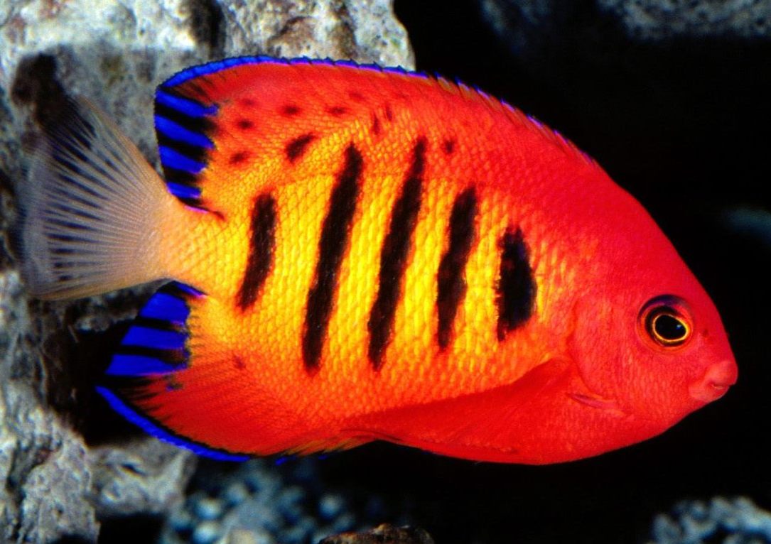 Saltwater Aquarium Service, Saltwater Aquarium Maintenance Service, Saltwater Fish Tank Maintenance Service, Reef Tank service, Reef Aquarium Service, Reef Tank Maintenance Service, Reef Aquarium Maintenance Service