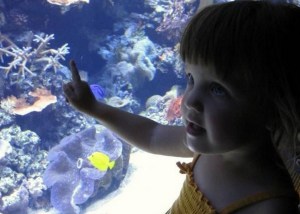 Dallas Aquarium Experts