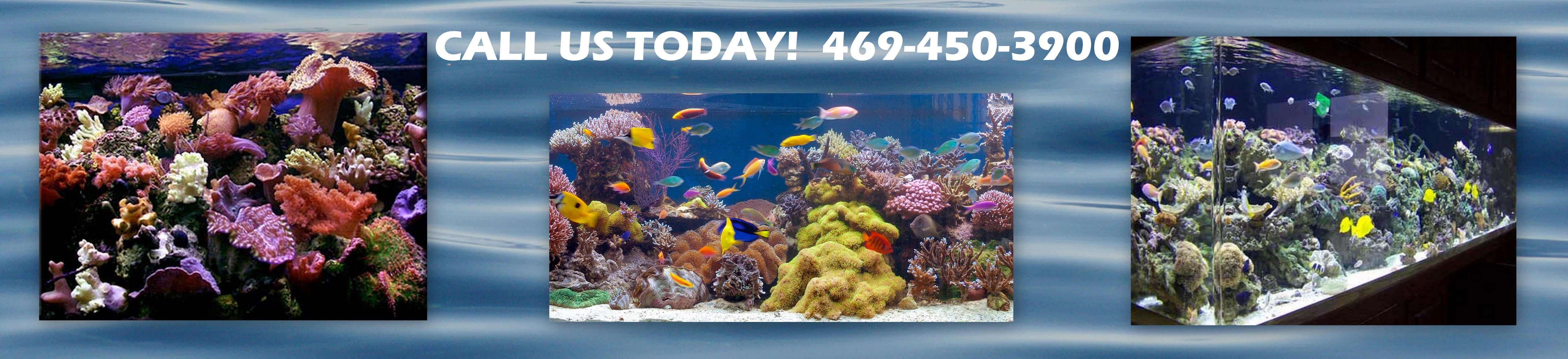lease aquarium, aquarium leasing, fish tank rental, fish tank leasing, aquarium rental, dallas aquarium experts, aquarium service