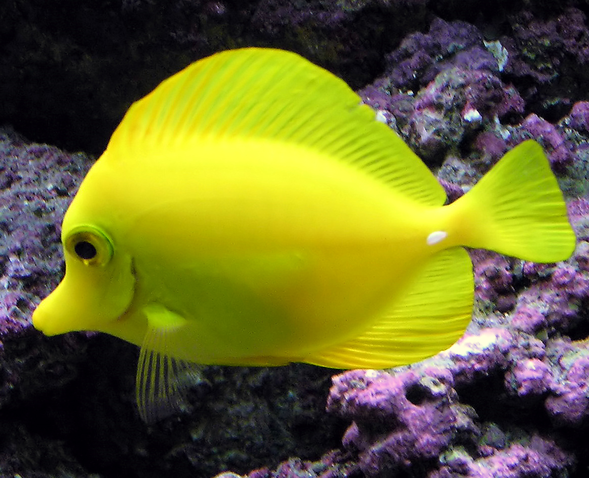 Saltwater Aquarium Service, Saltwater Aquarium Maintenance Service, Saltwater Fish Tank Maintenance Service, Reef Tank service, Reef Aquarium Service, Reef Tank Maintenance Service, Reef Aquarium Maintenance Service