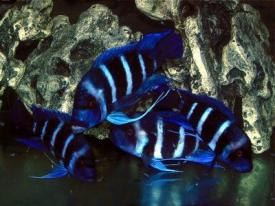 lease aquarium, aquarium leasing, fish tank rental, fish tank leasing, aquarium rental, dallas aquarium experts, aquarium service