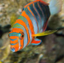 Aquarium Service, Aquarium Maintenance, Fish Tank Cleaning Service, Fish Tank Service, Saltwater Aquarium Service, Saltwater Aquarium Maintenance Service, Saltwater Fish Tank Maintenance, Saltwater Aquarium Maintenance, reef tank service, reef tank maintenance