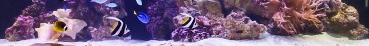cropped-saltwater-aquarium-by-motoatclub4ag.jpg