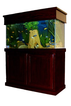 Aquarium Service Company, Dallas Aquarium Experts,Fish Tank Lease, Aquarium Leasing, Aquarium Service, Aquarium Maintenance, Aquarium Rental, Dallas Aquarium Experts