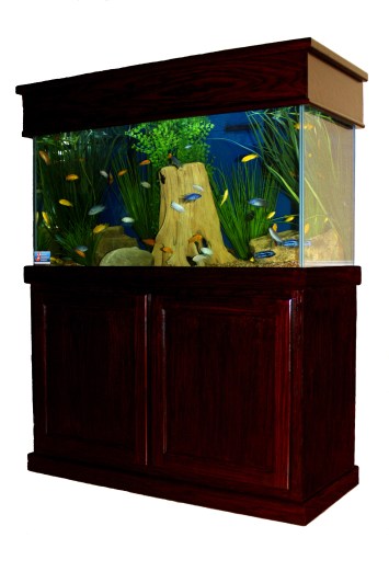 Aquarium Service, Aquarium Maintenance, Aquarium Leasing