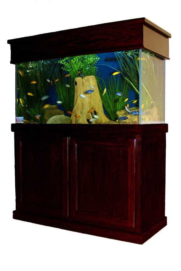 Aquarium Service Company, Dallas Aquarium Experts,Fish Tank Lease, Aquarium Leasing, Aquarium Service, Aquarium Maintenance, Aquarium Rental, Dallas Aquarium Experts