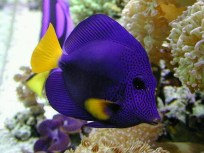 Aquarium Service, Aquarium Maintenance, Fish Tank Cleaning Service, Fish Tank Service, Saltwater Aquarium Service, Saltwater Aquarium Maintenance Service, Saltwater Fish Tank Maintenance, Saltwater Aquarium Maintenance