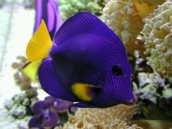 Aquarium Service, Aquarium Maintenance, Fish Tank Cleaning Service, Fish Tank Service, Saltwater Aquarium Service, Saltwater Aquarium Maintenance Service, Saltwater Fish Tank Maintenance, Saltwater Aquarium Maintenance