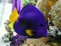 Aquarium Service, Aquarium Maintenance, Fish Tank Cleaning Service, Fish Tank Service, Saltwater Aquarium Service, Saltwater Aquarium Maintenance Service, Saltwater Fish Tank Maintenance, Saltwater Aquarium Maintenance