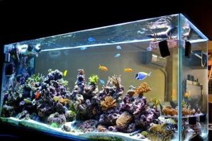 Aquarium Service, Aquarium Maintenance, Fish Tank Cleaning Service, Fish Tank Service, Saltwater Aquarium Service, Saltwater Aquarium Maintenance Service, Saltwater Fish Tank Maintenance, Saltwater Aquarium Maintenance