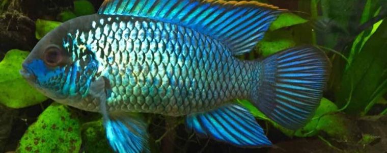 lease aquarium, aquarium leasing, fish tank rental, fish tank leasing, aquarium rental, dallas aquarium experts, aquarium service