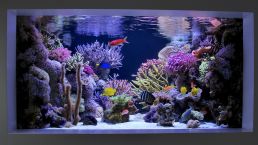 Aquarium Service, Aquarium Maintenance, Fish Tank Cleaning Service, Fish Tank Service, Saltwater Aquarium Service, Saltwater Aquarium Maintenance Service, Saltwater Fish Tank Maintenance, Saltwater Aquarium Maintenance