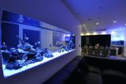 Aquarium Service, Aquarium Maintenance, Fish Tank Cleaning Service, Fish Tank Service, Saltwater Aquarium Service, Saltwater Aquarium Maintenance Service, Saltwater Fish Tank Maintenance, Saltwater Aquarium Maintenance