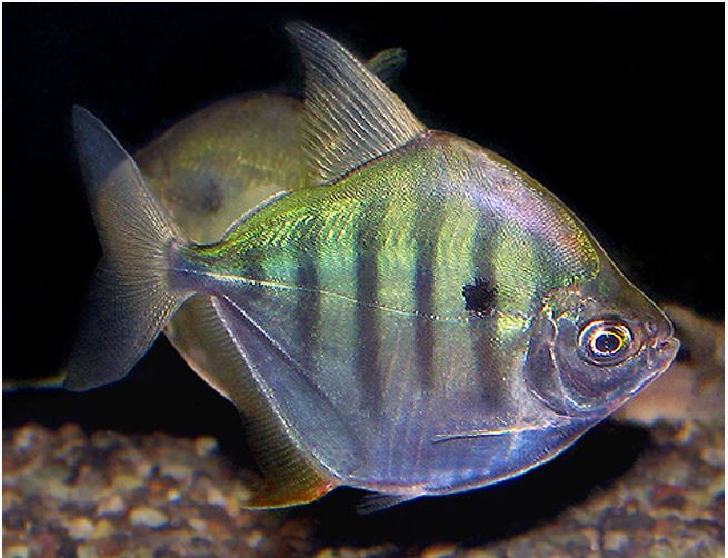 aquarium leasing, Aquarium Lease, fish tank lease, fish tank rental, aquarium rental, aquarium service, aquarium maintenance service, leasing an aquarium, fish tank cleaning service