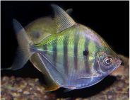 aquarium leasing, Aquarium Lease, fish tank lease, fish tank rental, aquarium rental, aquarium service, aquarium maintenance service, leasing an aquarium, fish tank cleaning service