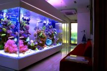 Aquarium Service, Aquarium Maintenance, Fish Tank Cleaning Service, Fish Tank Service, Saltwater Aquarium Service, Saltwater Aquarium Maintenance Service, Saltwater Fish Tank Maintenance, Saltwater Aquarium Maintenance, Aquarium Maintenance Service, lease aquarium
