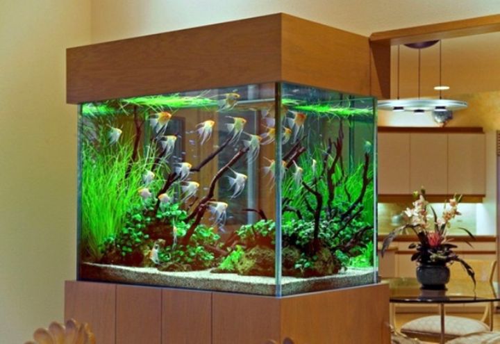 Aquarium Service, Aquarium Maintenance, Fish Tank Cleaning Service, Fish Tank Service, Saltwater Aquarium Service, Saltwater Aquarium Maintenance Service, Saltwater Fish Tank Maintenance, Saltwater Aquarium Maintenance
