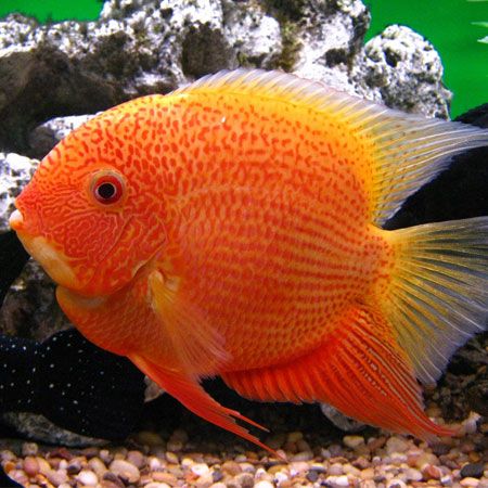 aquarium leasing, Aquarium Lease, fish tank lease, fish tank rental, aquarium rental, aquarium service, aquarium maintenance service, leasing an aquarium, fish tank cleaning service