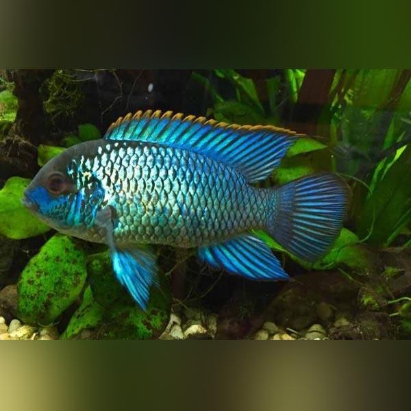 Aquarium Lease, fish tank lease, fish tank rental, aquarium rental, aquarium service, aquarium maintenance service, leasing an aquarium, fish tank cleaning service
