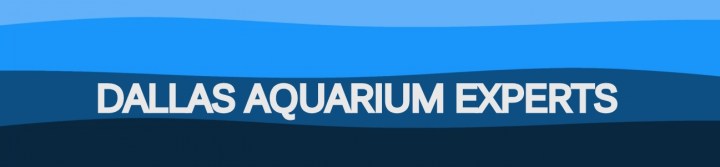 Saltwater Aquarium Service, Saltwater Aquarium Maintenance Service, Saltwater Fish Tank Maintenance Service, Reef Tank service, Reef Aquarium Service, Reef Tank Maintenance Service, Reef Aquarium Maintenance Service