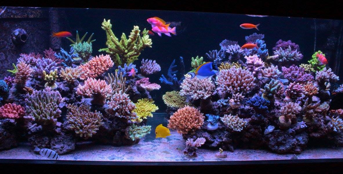 Saltwater Aquarium Service, Saltwater Aquarium Maintenance Service, Saltwater Fish Tank Maintenance Service, Reef Tank service, Reef Aquarium Service, Reef Tank Maintenance Service, Reef Aquarium Maintenance Service