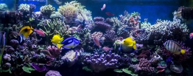 Aquarium Service, Aquarium Maintenance, Fish Tank Cleaning Service, Fish Tank Service, Saltwater Aquarium Service, Saltwater Aquarium Maintenance Service, Saltwater Fish Tank Maintenance, Saltwater Aquarium Maintenance