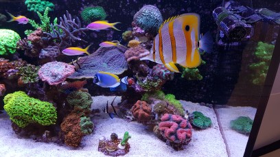 Saltwater Aquarium Service, Saltwater Aquarium Maintenance Service, Saltwater Fish Tank Maintenance Service, Reef Tank service, Reef Aquarium Service, Reef Tank Maintenance Service, Reef Aquarium Maintenance Service