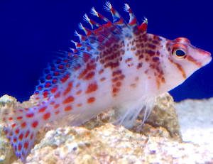 Saltwater Aquarium Service, Saltwater Aquarium Maintenance Service, Saltwater Fish Tank Maintenance Service, Reef Tank service, Reef Aquarium Service, Reef Tank Maintenance Service, Reef Aquarium Maintenance Service