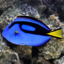 lg_73746_Blue_Tang